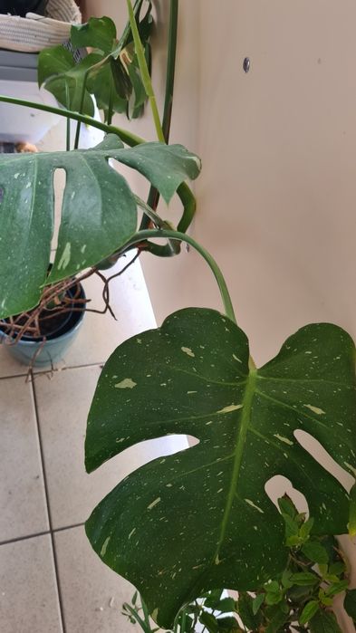 Monstera Thai roślina