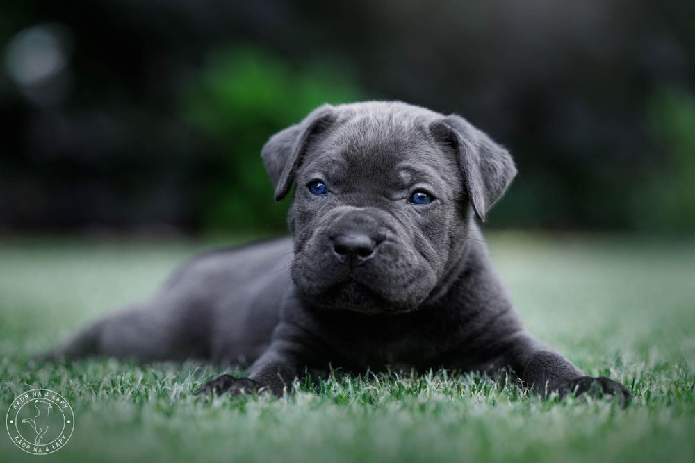 Cane corso szczenie