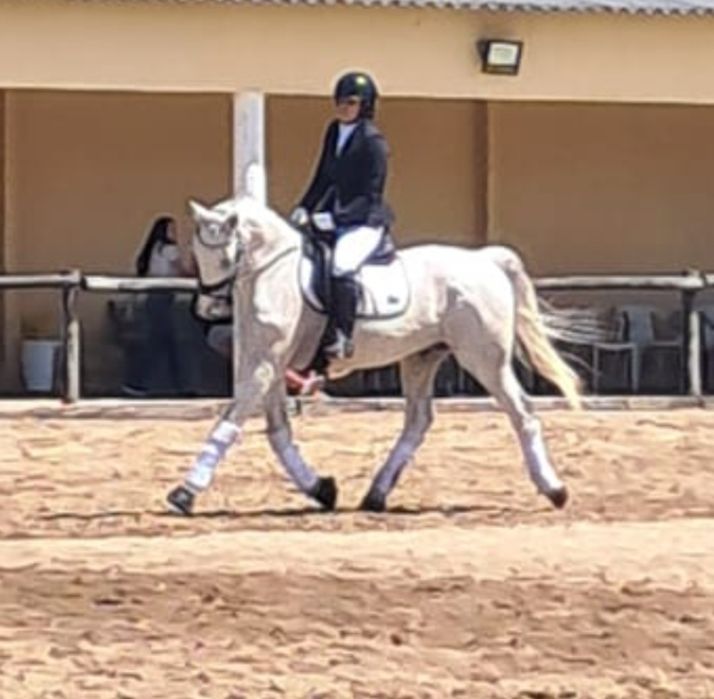 Cavalo KWPN montado e engatado