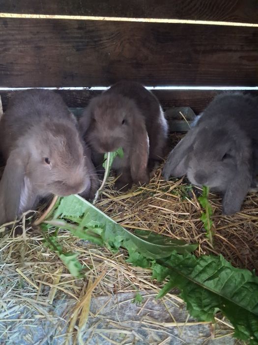 Baran Francuski 3 miesieczne maluchy