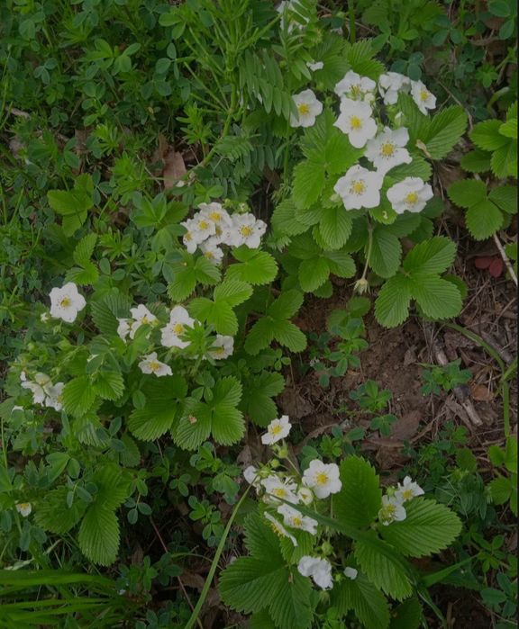 Суниці лісові саджанці