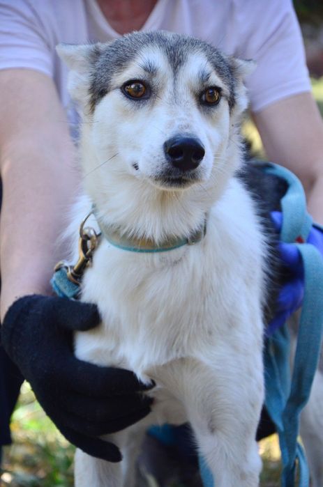 Метис лайки,девочка в поиске дома