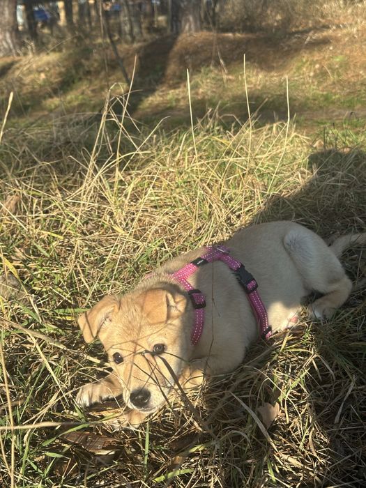 Безкоштовно, щеня в хороші руки