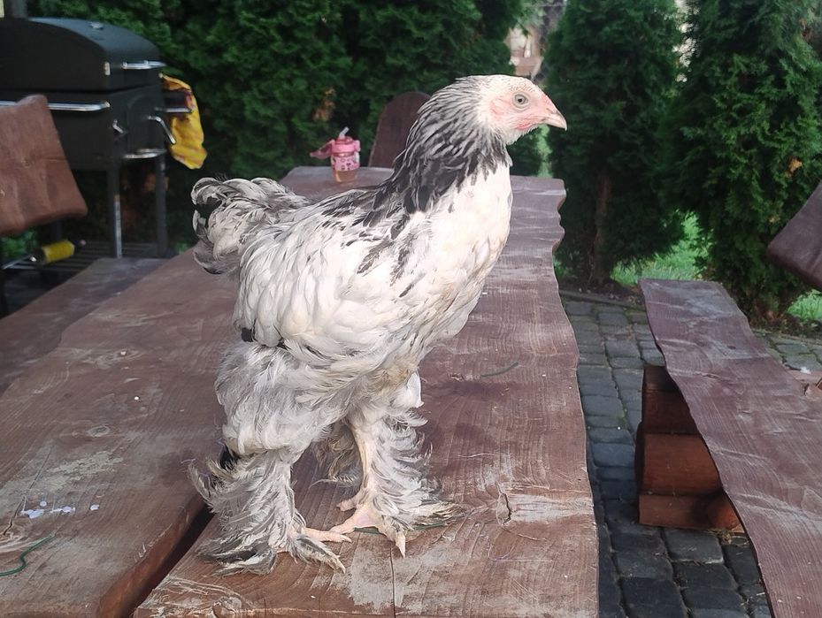 Brahma gronostajowe młode
