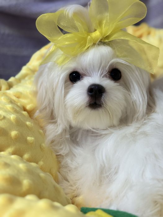 Мальтезе Девочка !  Мини мальтийская болонка