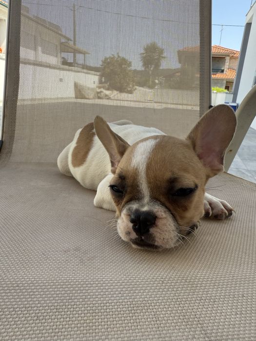 Bulldog francês menina