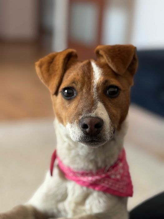 Jack Russell Terrier od # SMARTIE JACKS # pure breed female