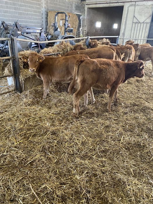 Lote de Vitelas cx de limousines