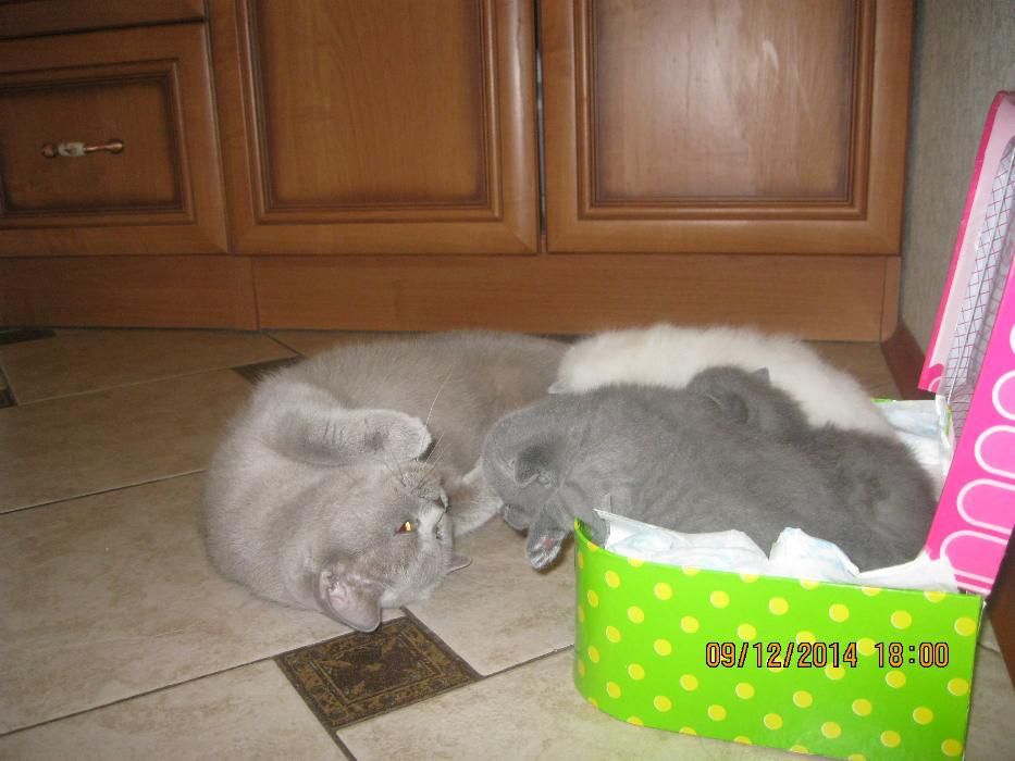 В'язка кішки    м. Умань