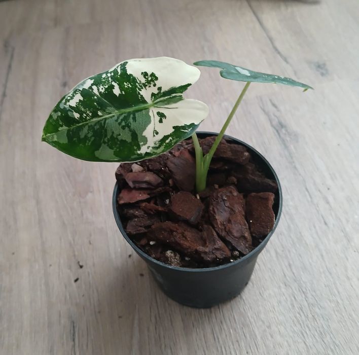 Alocasia Frydek Variegata - coleção