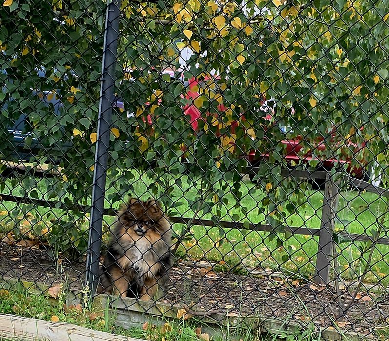 Szpic Miniaturowy (Pomeranian)