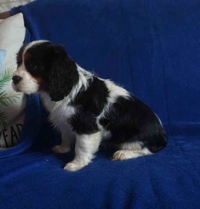 sunia tricolor cavalier king charles spaniel