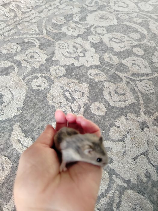 Хом'ячок джунгарик