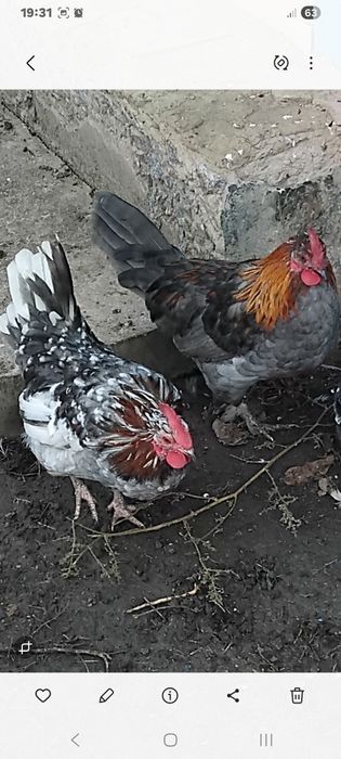 Продам півників Бентамок.