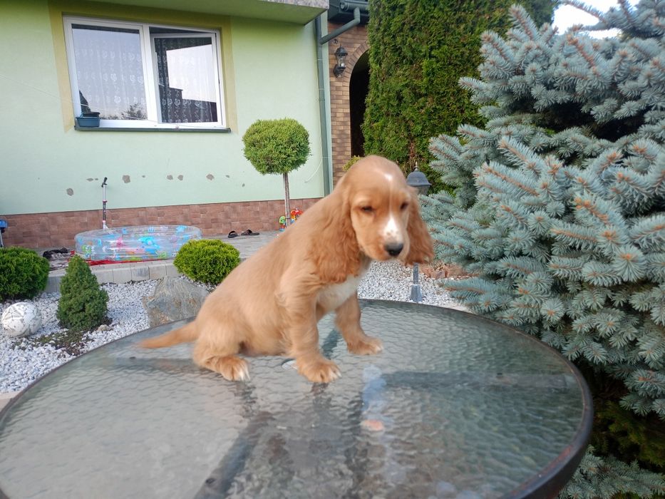 Sprzedam pieska Cocker spaniel