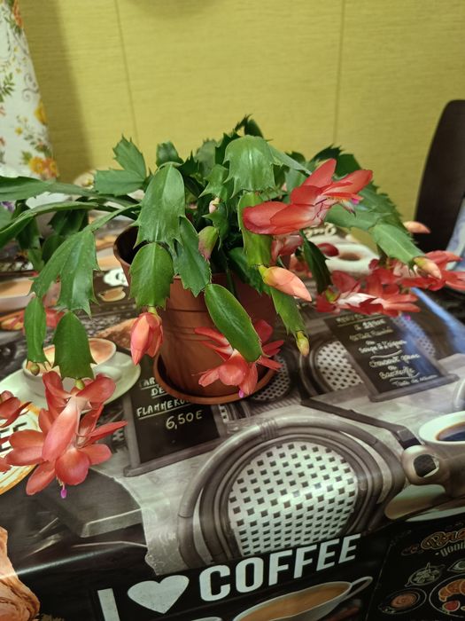 Кімнатні рослини