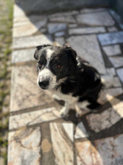 O Black e Pantufa procuram um novo lar