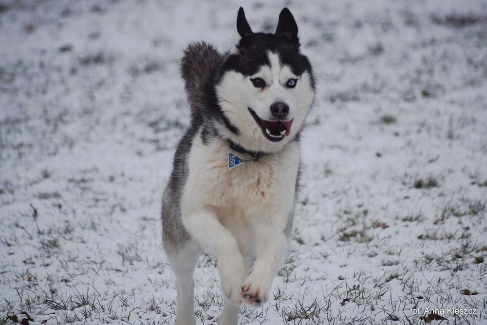Azurro - młody pies w typie siberian husky adopcja
