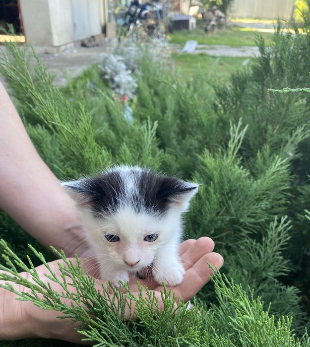 Ласкава дівчинка шукає дім(В подарунок іде кілограм корму для кошенят).