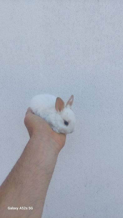 Coelhos anões  de qualidade