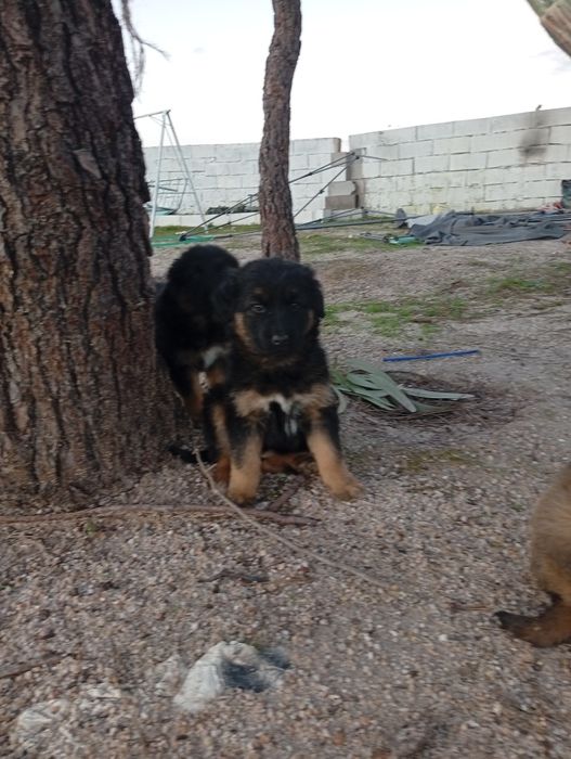 Filhotes para adoção