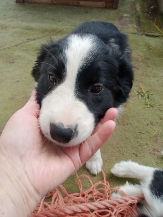 Border collie wesoły piesek