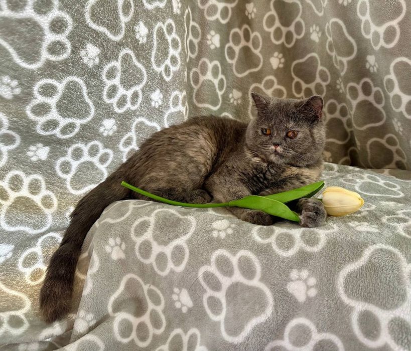 Отдам даром в добрые руки кошечку шотландской породы