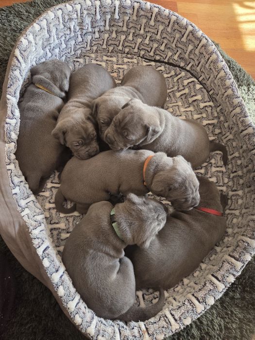 Cane Corso szczeniaki