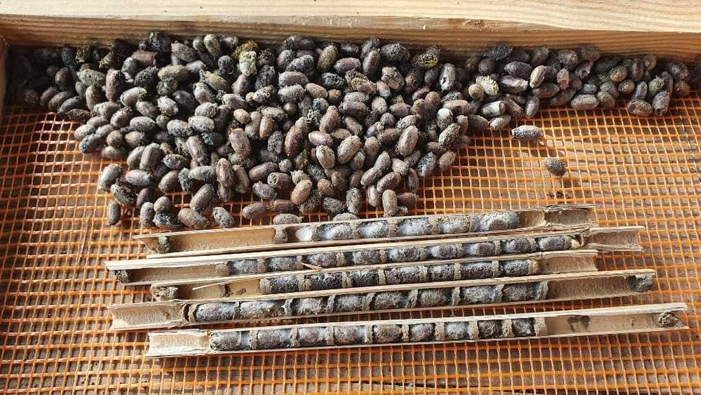 Pszczoła murarka ogrodowa 1100 sztuk.