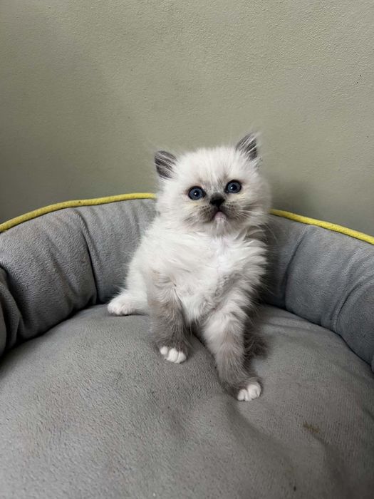 Ragdoll Blue mitted