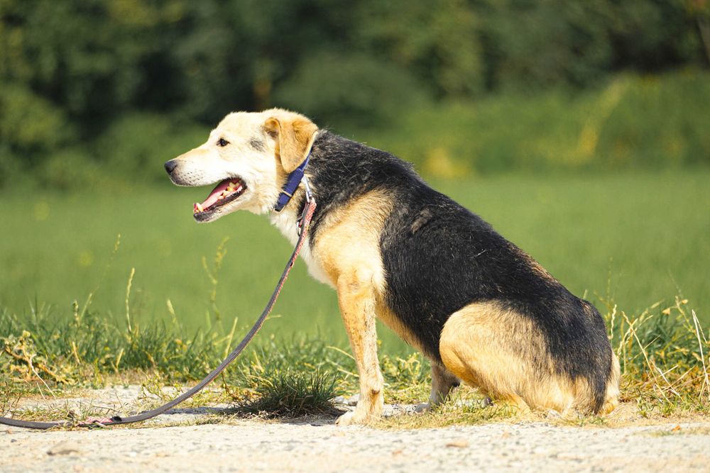 WINSTON - cudowny psi senior czeka na dom