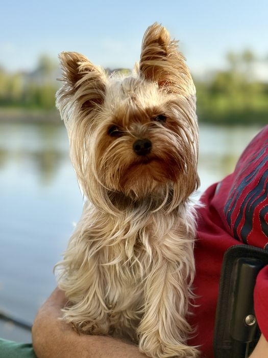 Йорк,Йоркширский терьер