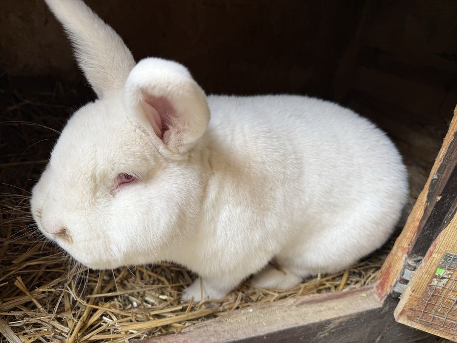 Kroliki mieszance 3 msc