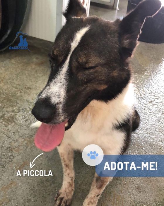 Picola - cadela para adocao