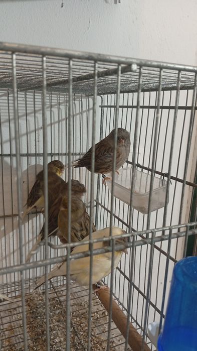 Vendo casais de canários glostrs