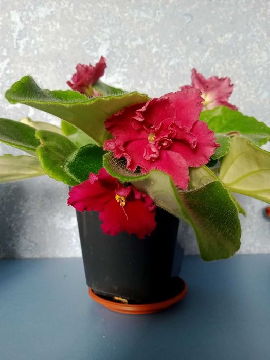 Фіалка( сенполія) квітуча