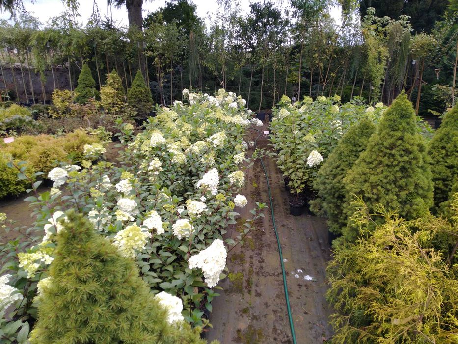 Hortensja bukietowa w odmianach