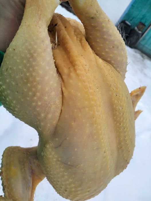 Бройлер домашній