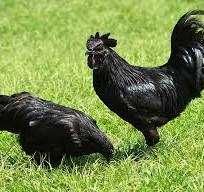 інкубаційні яйця     породистих курей