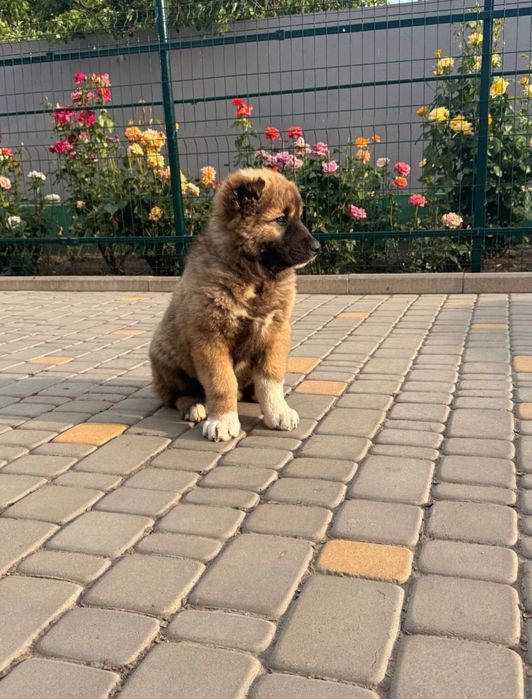 цуценята кавказької вівчарки