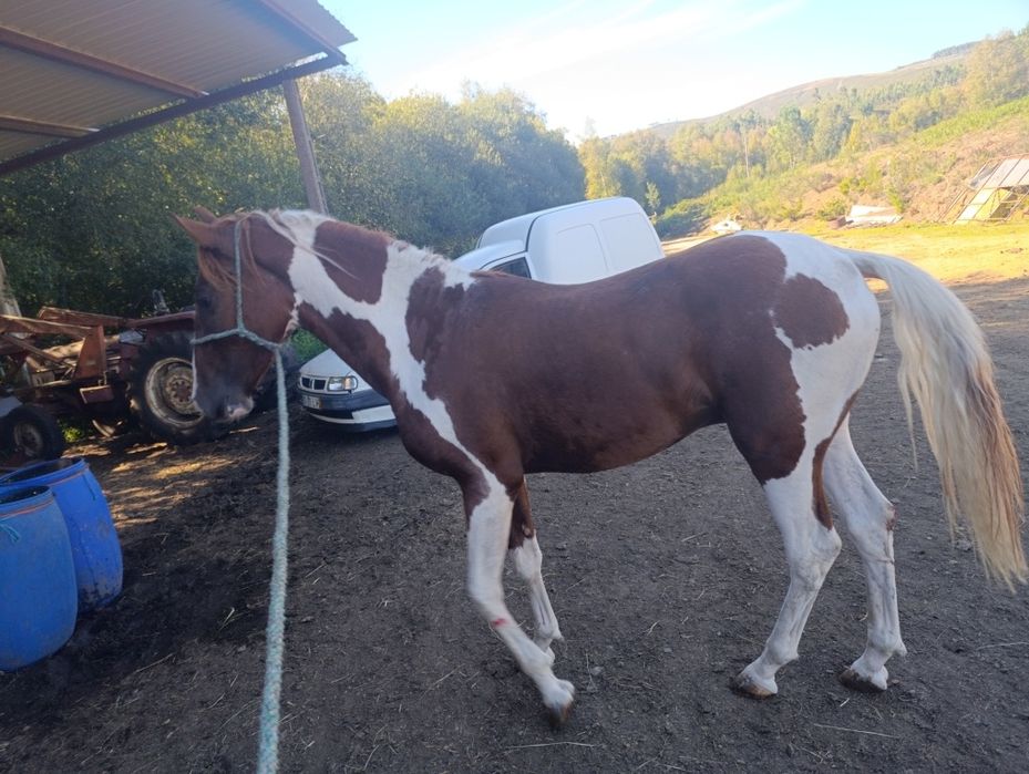 Para venda potro cruzado lusitano