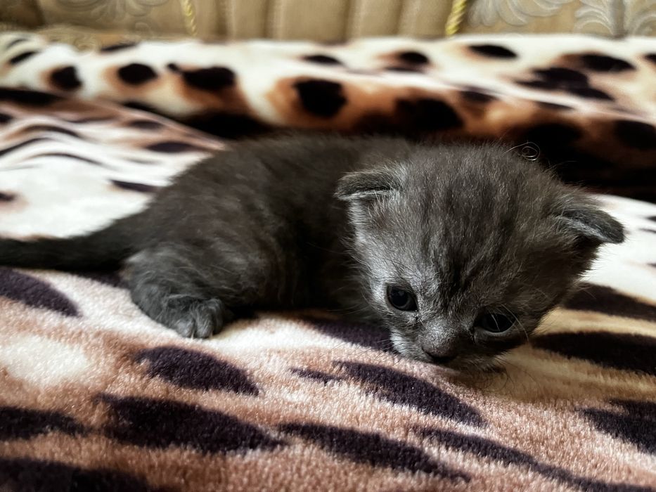 Кошенята шотландські