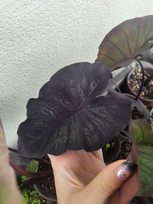 Colocasia Redemption64730137100674122