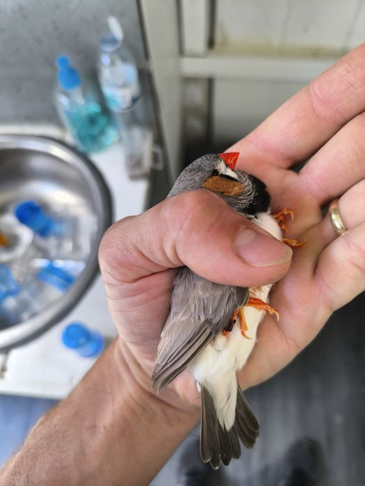 Dimante mandarim de Exposição