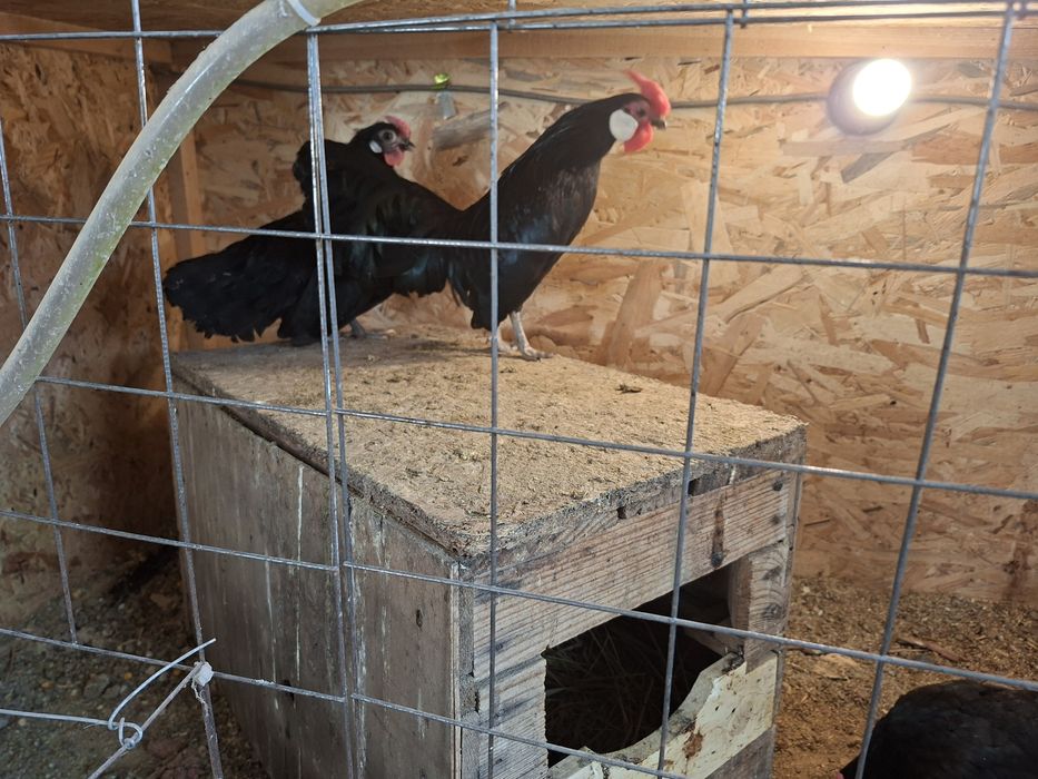 Куры яванская бентамка