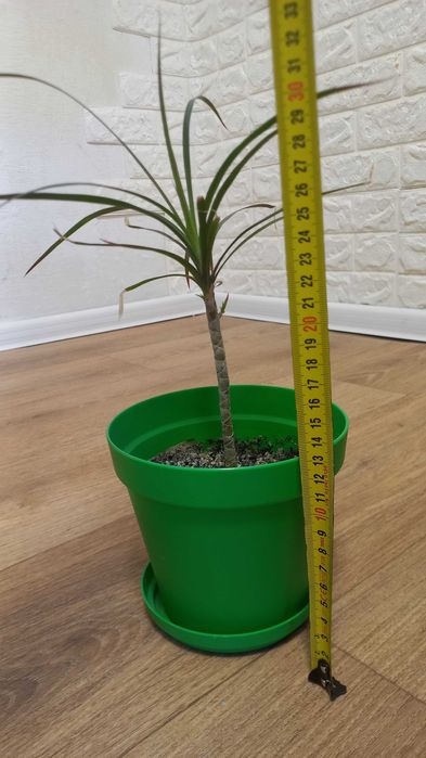 Комнатное дерево-кустарник драцена