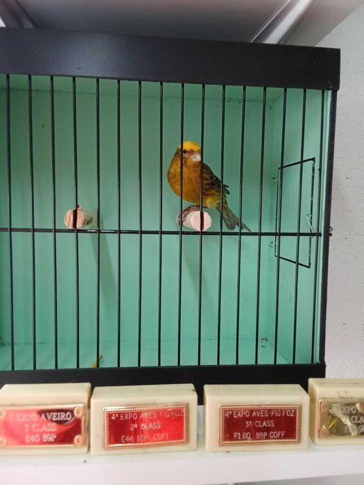 Canarios Lizard para ceder