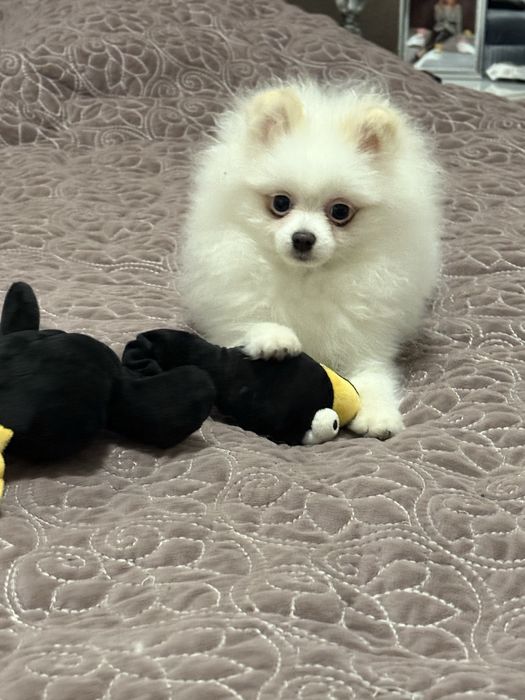 Pomeranian/szpic miniaturowy