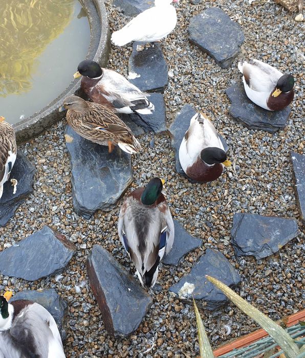 Gansos perus galinhas fracas cisnes
