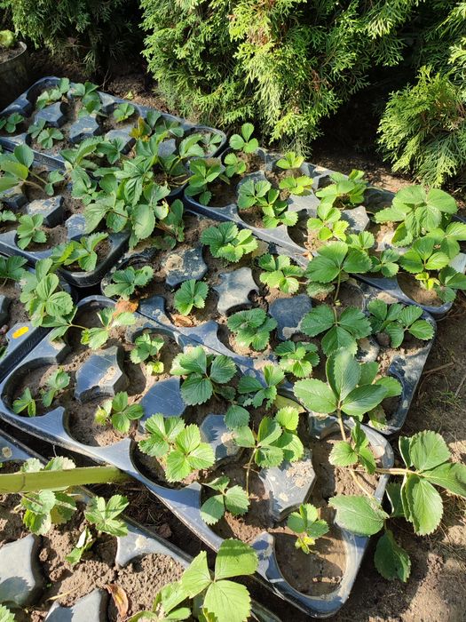 Truskawki sadzonki poziomki i stokrotki